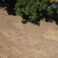 tree-bush growing over roofline