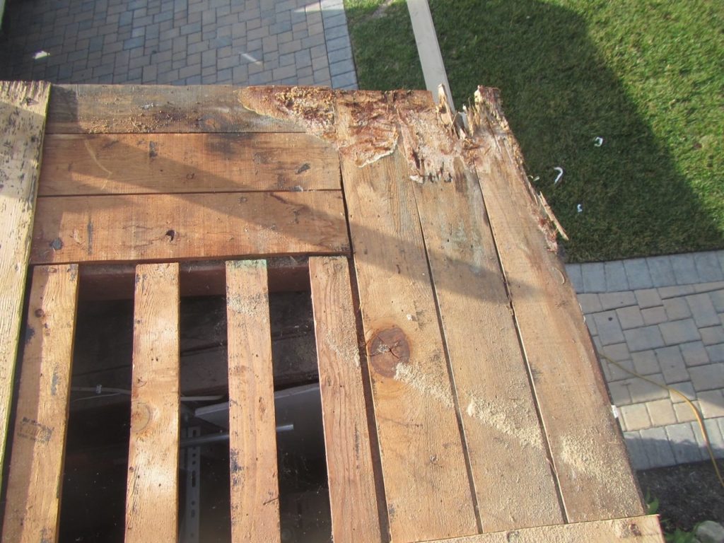 Dry Root On Eave
