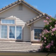 Tree/bush growing over roofline